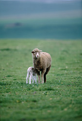 Idyllic photo of a Merino sheep with grazing lamb in South Africa