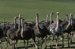 Grandes granjas de avestruces e impresionantes avestruces en la región de Overberg