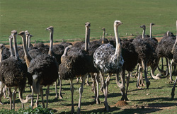 Impressionanti riprese di struzzi africani (Struthio camelus australis) in una fattoria in Sudafrica