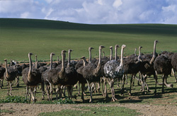 Autruches majestueuses de la ferme (Struthio camelus australis) dans le vaste paysage sud-africain