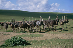 Fascinante autruche africaine dans une ferme d'autruches en Afrique du Sud
