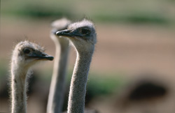 Gli struzzi (Struthio camelus australis) si sono riuniti e sembrano valutare insieme la situazione