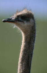 Encounter the King of the Savanna: African Ostrich