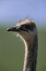 Un portrait imposant d'une autruche (Struthio camelus australis) dans le vaste paysage sud-africain