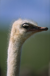 Retrato majestuoso de un avestruz africano en su entorno natural