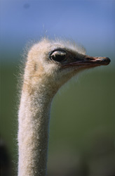 Un regard dans les yeux majestueux de l'autruche africaine (Struthio camelus australis)