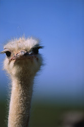 Majestic African Ostrich in the Vast Landscape of South Africa