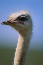 Retrato majestuoso de un avestruz africano en la región de Overberg