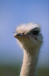 Un retrato majestuoso del avestruz africano (Struthio camelus australis)