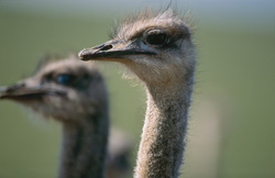 Maestoso struzzo africano nella natura
