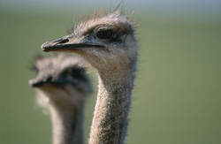 Impresionante retrato de perfil de una avestruz africana