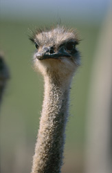 Une autruche majestueuse (Struthio camelus australis) avec une apparence imposante dans la savane sud-africaine