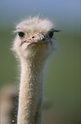 Portrait fascinant d'une autruche dans la nature sauvage sud-africaine