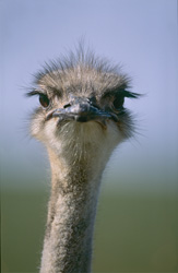 Portrait fascinant d'une autruche curieuse (Struthio camelus australis)