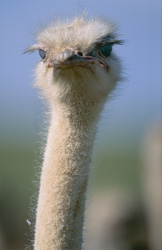 Sérieux et réfléchi, l'autruche regarde (Struthio camelus australis)