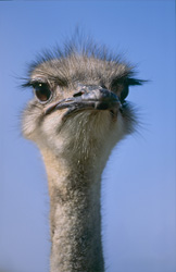 A majestic African ostrich with a penetrating gaze into the camera