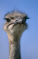 Retrato imponente de un avestruz africano en la naturaleza salvaje