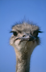 Majestic portrait of an ostrich in the vast landscape