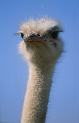 Ritratto affascinante di uno struzzo africano (Struthio camelus australis)