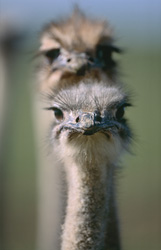 Impressive ostrich portrait in nature - fascinating beauty of the African ostrich