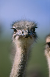 L'expression unique de chaque autruche (Struthio camelus australis) fascine les observateurs