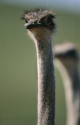 Retrato imponente de un avestruz africano en la naturaleza salvaje de Sudáfrica