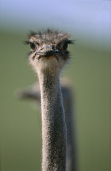 Portrait fascinant d'une autruche africaine (Struthio camelus australis) dans la nature