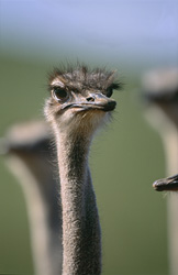 Observation d'une autruche africaine majestueuse dans la nature sauvage