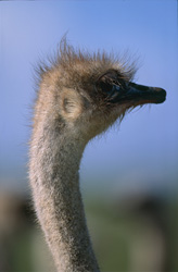 Imponente ritratto di uno struzzo nel vasto paesaggio dell'Overberg (Struthio camelus australis)