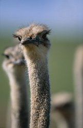 Autruche africaine majestueuse - portrait fascinant dans la nature