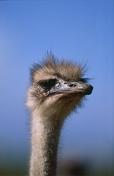 Majestic ostrich portrait in front of breathtaking landscape