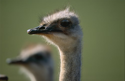 Regard fascinant d'une autruche dans la savane