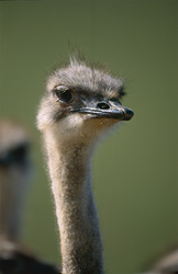 Un portrait imposant d'une autruche (Struthio camelus australis) dans la pittoresque région d'Overberg en Afrique du Sud