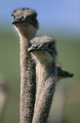 Majestic ostriches in their natural habitat