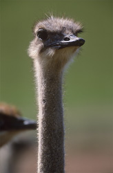 Majestic portrait of an African ostrich (Struthio camelus australis) in its natural habitat