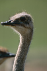 Un ritratto affascinante dello struzzo africano (Struthio camelus australis)