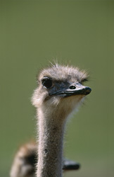 Bouquet alegre (Struthio camelus australis) en la naturaleza