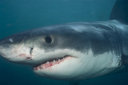 Fascinating portrait of a Baby Great White Shark off the coast of South Africa