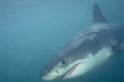 Explore the World of the Baby Great White Shark off the Coast of Gansbaai