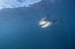 A Baby Great White Shark on its path to becoming a hunter