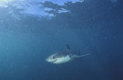 Baby Great White Shark - Fascinating Behavior and Lifestyle