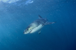 Fascinating baby Great White Shark capture off the coast of South Africa