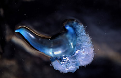 Portuguese Man o' War