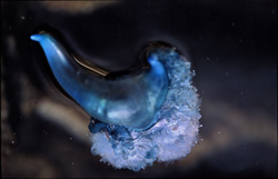 Encounter with Danger: The Blue Bottle in Gansbaai, Western Cape, South Africa