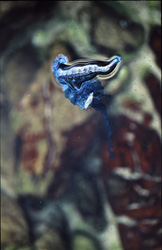Enchanting Blue Bottle in the Waters of Gansbaai, Western Cape, South Africa