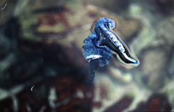 A unique encounter with the Blue Bottle off the coast of South Africa