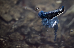 A dangerous Blue bottle jellyfish drifts off the coast of Western Cape, South Africa