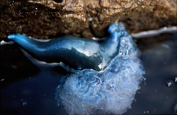 The wind has driven the Portuguese Man-of-War (Physalia utriculus) onto a coastal cliff