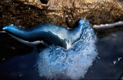 Wind, waves, and currents guide the Portuguese man o' war (Physalia utriculus) on its journey through the ocean.