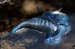 Explore the Fascinating World of the Blue Bottle (Physalia utriculus)